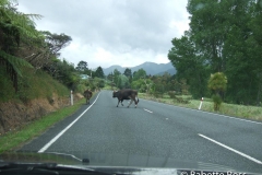 Driving to Bay of Islands