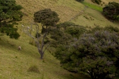 Urupukapuka Island