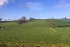 Sheep Between Dublin & Belfast