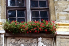 Window Box in Brussels 1995-08-28