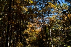 Flat Rock Brook