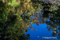 Flat Rock Brook