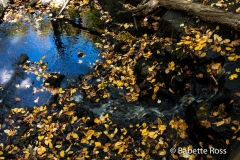 Flat Rock Brook