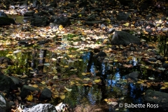 Flat Rock Brook