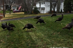 WIld Turkeys
