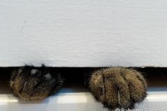 Open The Door