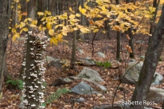 Cascades Falls Park