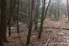 Cascades Falls Park