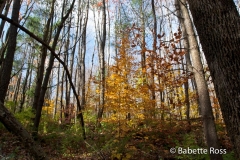Cascades Falls Park