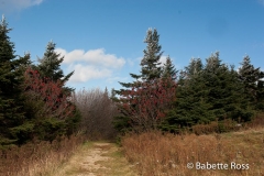 Mt. Greylock