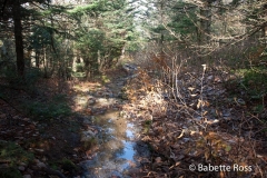 Mt. Greylock