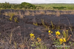 Hwy 130 End, Lava Flow