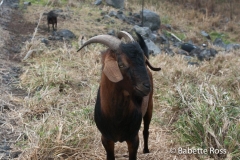 Hwy 11 Goat