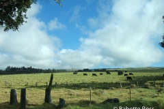 Cows
