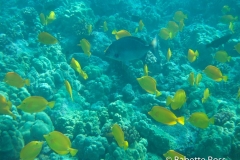 Ka'awaloa Cove