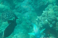 Ka'awaloa Cove