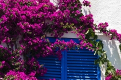Blue Shutters and a Bunch of Bogainvillea