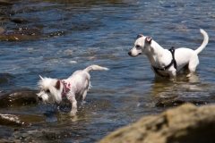 Pups at Play