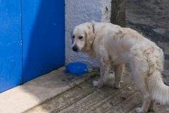 Doggie