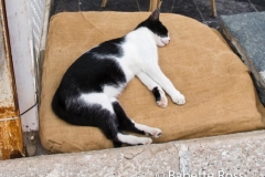 Goodnight Cat