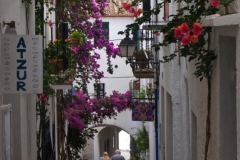 Bougainvillea