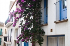 Bougainvillea