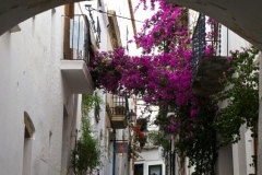 Bougainvillea