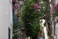 Bougainvillea