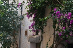 Bougainvillea