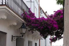 Bougainvillea