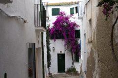 Bougainvillea