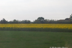 Sunflowers on the Road