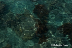 Green Island