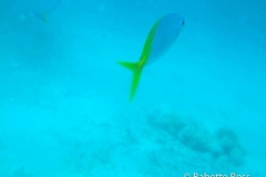Moore Reef Pontoon - Great Barrier Reef