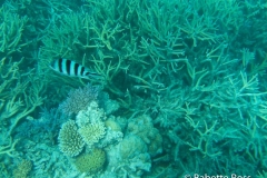 Moore Reef Pontoon - Great Barrier Reef