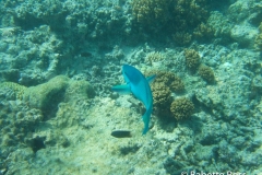 Moore Reef Pontoon - Great Barrier Reef