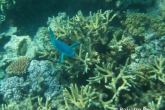 Moore Reef Pontoon - Great Barrier Reef