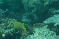 Moore Reef Pontoon - Great Barrier Reef