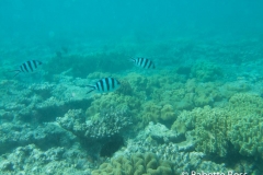Moore Reef Pontoon - Great Barrier Reef