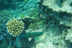 Moore Reef Pontoon - Great Barrier Reef