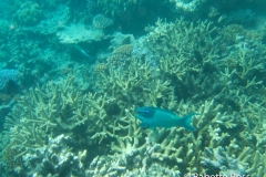Moore Reef Pontoon - Great Barrier Reef