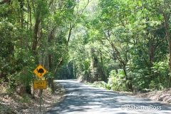 Cassowary Crossing