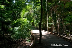 Marrdja Boardwalk