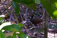Dubuju Boardwalk - Baby Cassowary. Mama Followed Us For a LONG TIME