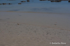 Daintree - Myall Beach