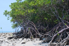 Cape Tribulation