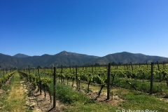 Emiliana Winery