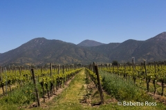 Emiliana Winery