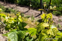Emiliana Winery