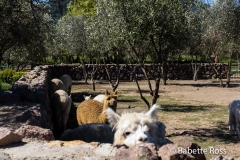 Emiliana Winery